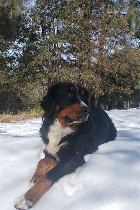 Happy Holidays from Julian Mountain Doodles! — Julian Mountain Doodles