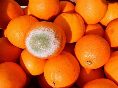 2100 Rotting Orange Mold Fruit Stock Photos Pictures And Royalty Free