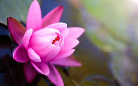 Lotus Flower Wallpapers Pictures Images