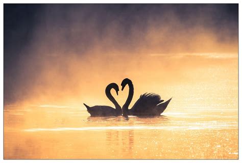 Love Swans Swan Mute Swan Love