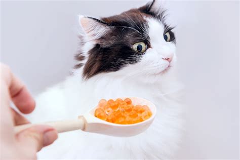 Can Cats Eat Caviar Does This Food Lift Up Their Mood