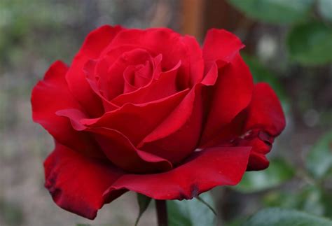Catat Gambar Pohon Bunga Mawar Merah Jaman Now Informasi Seputar