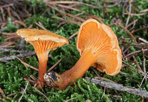 Where To Find Chanterelle Mushrooms Your Foraging Guide Foraged