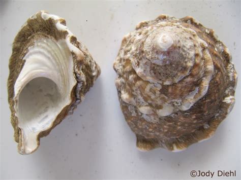 Wavy Turban Sea Shells Treasure Beach Southern California