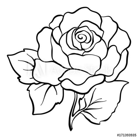 Seamless pattern of lineart roses on white background. "Isolated rose. Outline drawing. Stock vector illustration ...