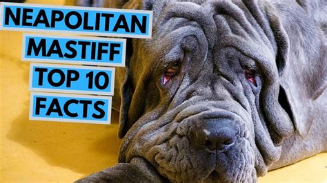Neapolitan Mastiff Top 10 Interesting Facts Youtube