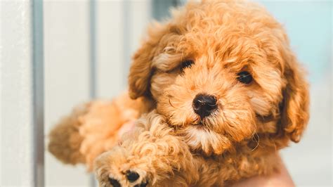 Teddy Bear Dog Breeds Shichon Cavapoo And More Womans World
