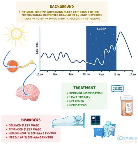 Circadian Rhythm What Is It How It Works Why Its Important And