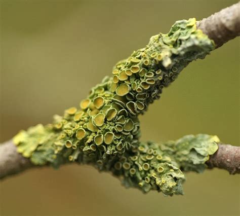 Lichen On A Tree Branch Fungi Lichen Lichen Moss