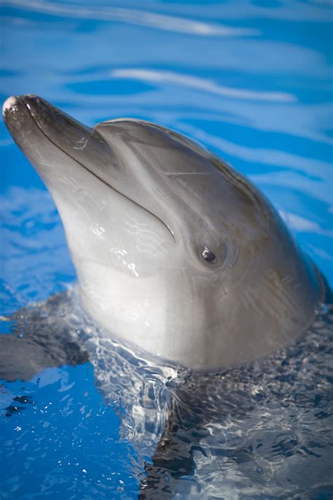 Dolphins Are One Of The Most Intelligent Animals In The World And