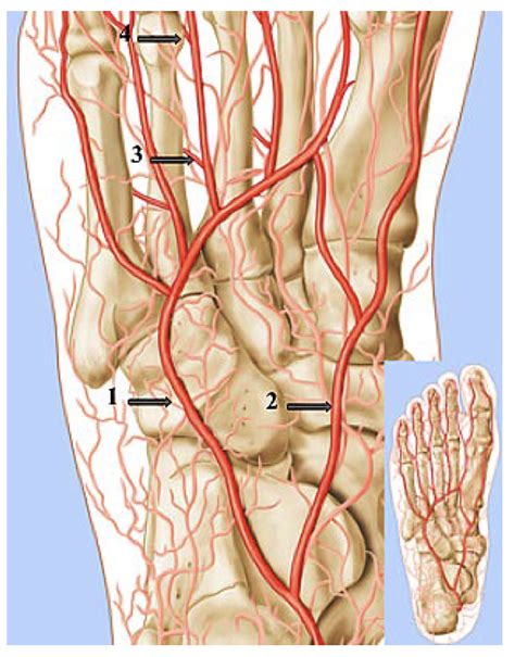 Understanding The Tibial Pedal Arterial Anatomy Vdm
