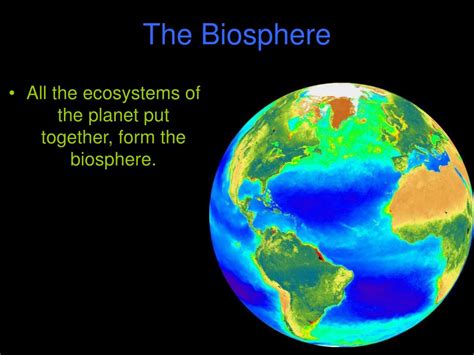 Ppt Introduction To Ecology Powerpoint Presentation Free Download