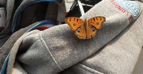 This Butterfly Rested On My Jacket For Like 10 Minutes Before Finally Flying Away Imgur