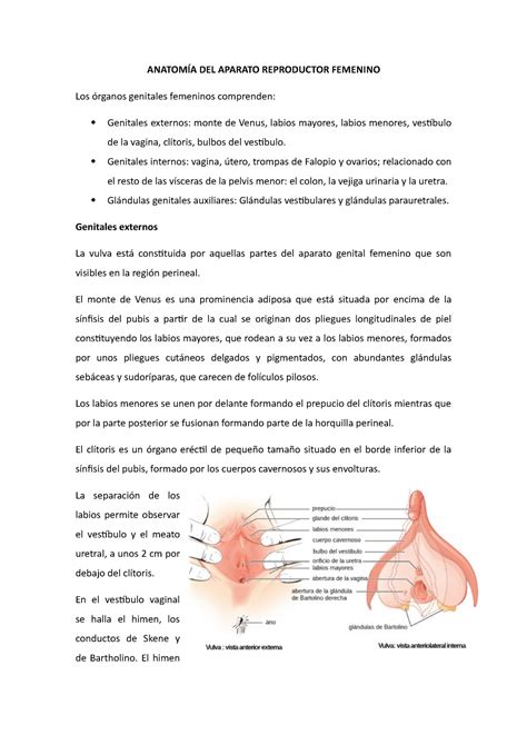 Caracteristicas Del Aparato Reproductor Femenino