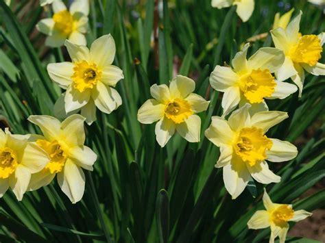 Antique Garden Plants Growing Heirloom Bulbs In The Garden