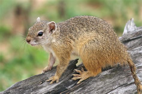 Fileground Squirrel Wikimedia Commons