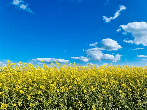 Rapeseed Field Free Stock Photo Public Domain Pictures