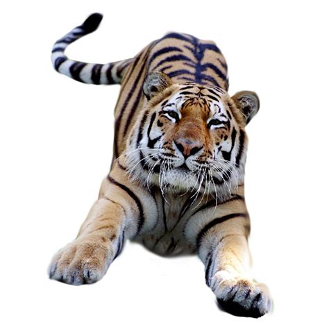 Bengal Tiger Desktop Wallpaper Clip Art Photo Tiger Png Png Download