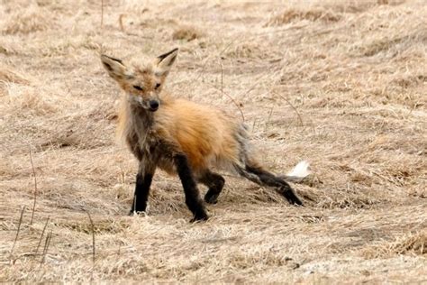 Fox Molting Kim Smith Films