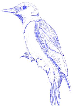 Visit my instagram page for artworks based on. How to Draw a Woodpecker - Draw Step by Step