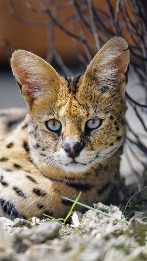 It is closely related to the african golden cat and the caracal. Serval Cat Wallpaper