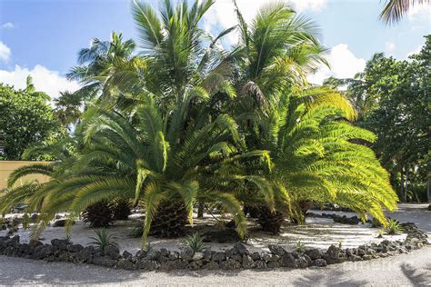 Pineapple Palm Trees Photograph By Claudia M Photography Fine Art America