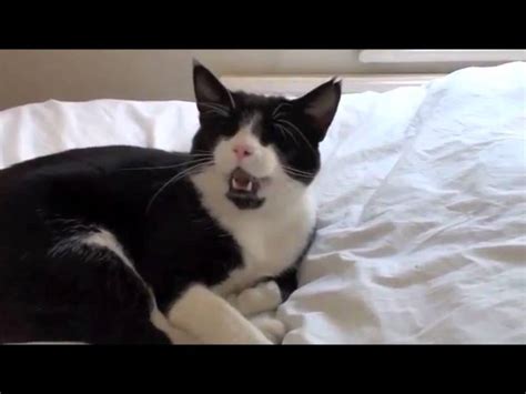 Sneezing Cats Compliation Youtube