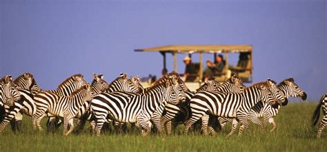 Chobe National Park Wild Times Safaris