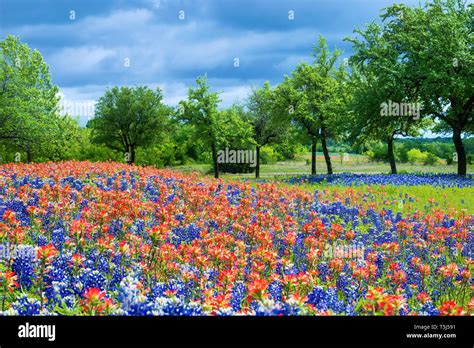 Texas Bluebonnets And Indian Paintbrush Wildflowers Blooming In The