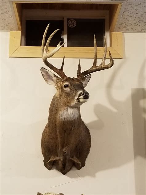 14 Turn Deer Mount 143 Deer Mounts Taxidermy Deer Deer