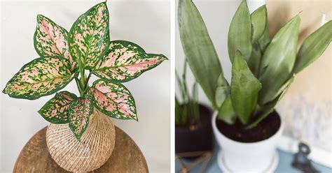 5 Easy Care Houseplants With Some Air Purifying Abilities Viralbandit