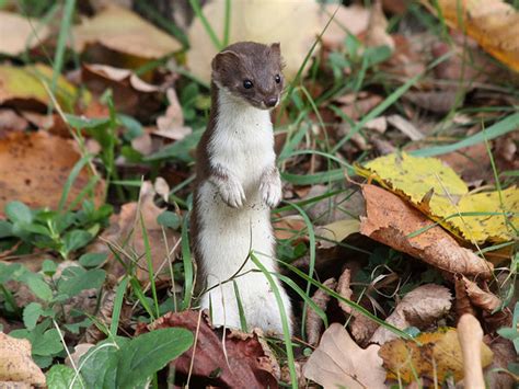 15 Things You Need To Know About Pet Weasels Animal Hearted — Animal