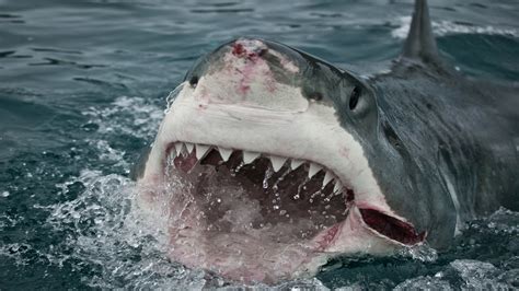 25 Facts About Sharks Terrors Of The Ocean