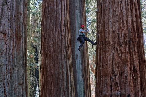 Meet The Botanists Who Climb The Worlds Tallest Trees