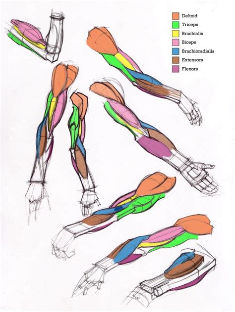 Learn the muscles of the arm with free quizzes, diagrams and worksheets. Additional Arm Diagrams by Michael Hampton. | Anatomy for Artists | Pinterest | Anatomy, Anatomy ...