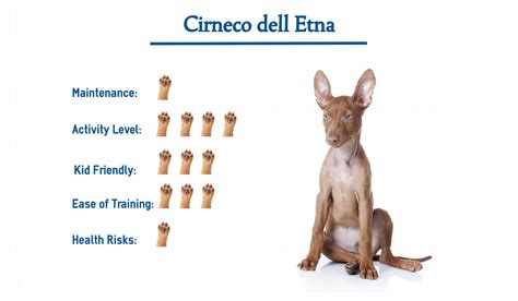 Paws 'n' pups has curated the most comprehensive list of cirneco dell'etna breeders from around the world to help you find the puppy of your dreams! Cirneco dell Etna dog… Everything You Need to Know at a Glance!