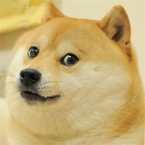 Ironic doge memes are memes that feature the doge meme in strange or surreal circumstances. Doge Memes - Imgflip