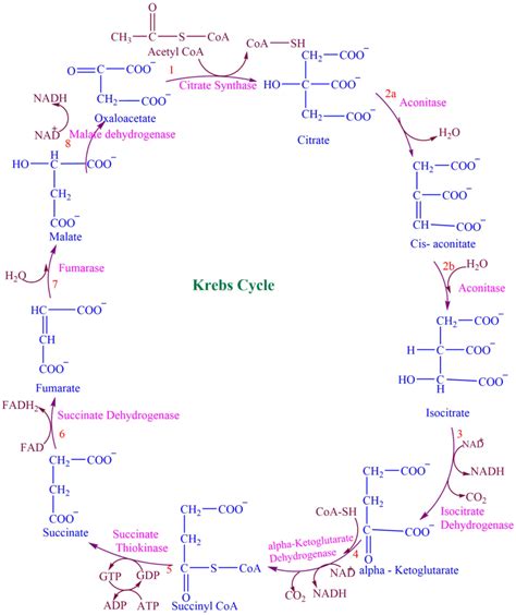 Krebs Cycle Definition Reactions And Steps