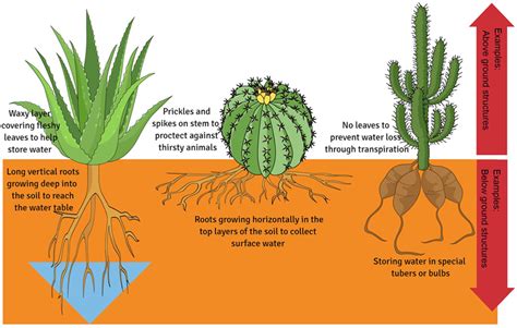 How plants adapt to arid conditions. How to talk with children about climate change and botany ...