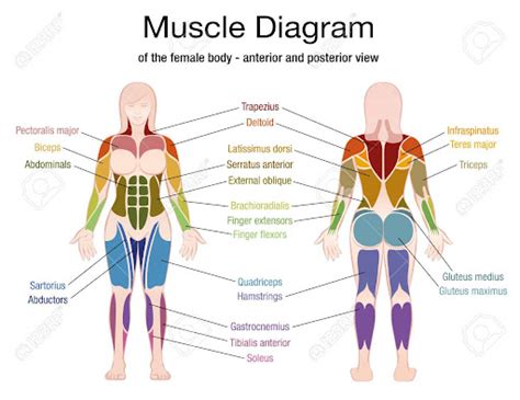 Back Muscle Diagram Female Amazon Com Muscles Female Mini Poster