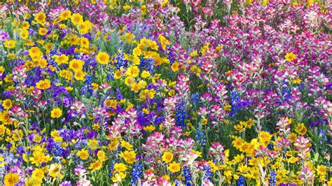 Wildflowers In Spring Wallpapers Wallpaper Cave