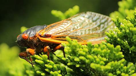 6 Sensational Facts About Cicadas Explore Awesome Activities And Fun