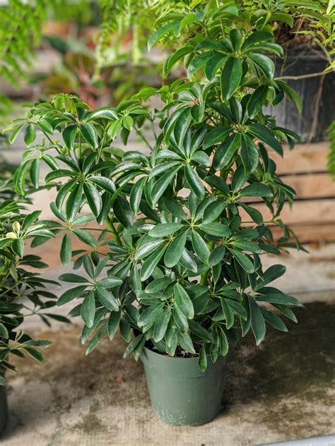 Umbrella Plant Care How To Take Great Care Of An Umbrella Plant Plant Care Plant Care