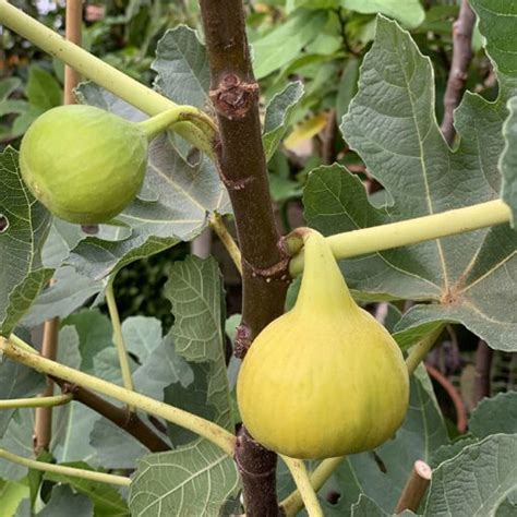 Fig Tree ‘yellow Longneck Ficus Carica
