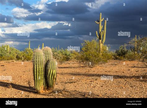 Three Little Saguaros Stock Photo Alamy