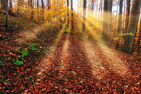 Forest In Autumn With Sunbeam Stock Foto Image Of Landschap Nave