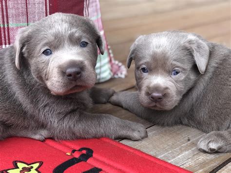 Silver Lab Puppies For Sale By Breeders At Silver And Charcoal Kennels