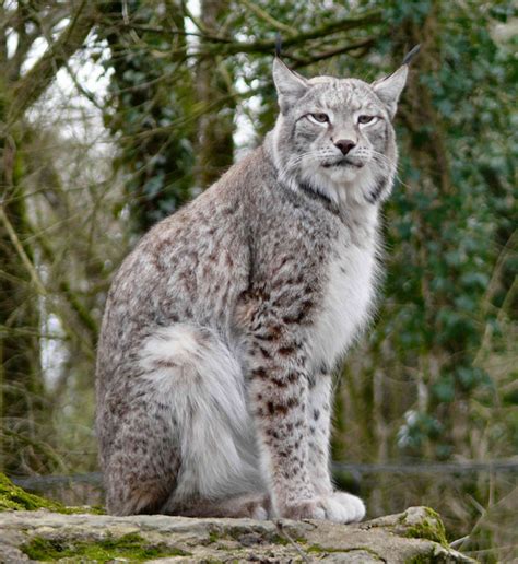 Domestic Cat Or Lost Lynx On The Trail Of The ‘paris Tiger