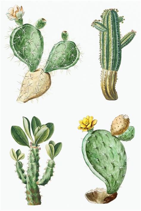 Hand Drawn Cactus Set Illustration 2110406