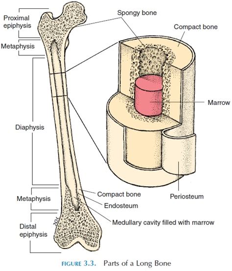 Long bone. Long Bone анатомия. Periosteum & endosteum. Periosteum of Bone. Строение длинных костей periosteum.
